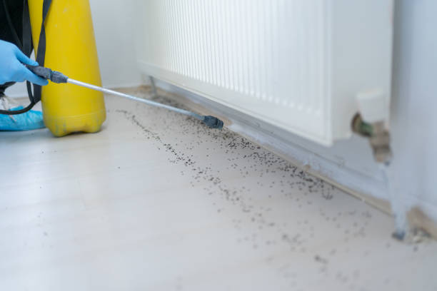 Best Termite Control Services  in Central City, IA
