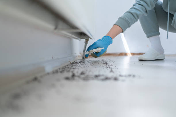 Best Flea Control Services  in Central City, IA